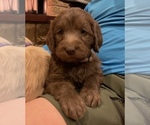 Small Photo #14 Labradoodle Puppy For Sale in FLORENCE, TX, USA
