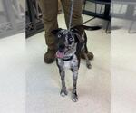 Small Catahoula Leopard Dog