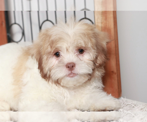 Zuchon Puppy for sale in NAPLES, FL, USA