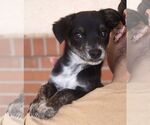 Small #1 Chihuahua Mix