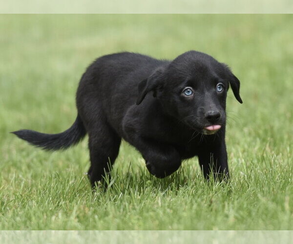 Medium Photo #5 Borador Puppy For Sale in Mechanicsburg, PA, USA