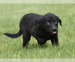Small #4 Borador