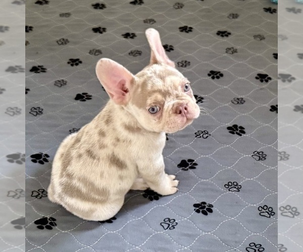 Medium Photo #1 French Bulldog Puppy For Sale in CORAL SPRINGS, FL, USA