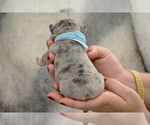 Small Photo #6 French Bulldog Puppy For Sale in ALPHARETTA, GA, USA