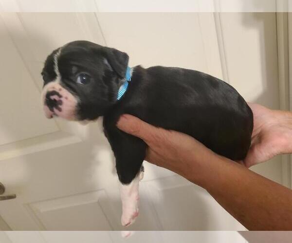 Medium Photo #2 Boston Terrier Puppy For Sale in FALLON, NV, USA