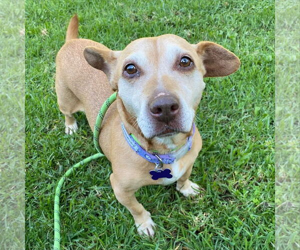 Medium Photo #1 Chiweenie Puppy For Sale in Newport Beach, CA, USA