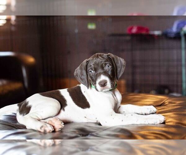 Medium Photo #1 German Shorthaired Pointer Puppy For Sale in MARANA, AZ, USA