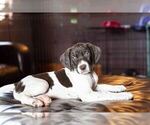 Small Photo #1 German Shorthaired Pointer Puppy For Sale in MARANA, AZ, USA
