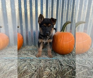 German Shepherd Dog Puppy for sale in DOUGLASS, KS, USA