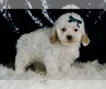 Small Photo #104 Maltipoo (Miniature) Puppy For Sale in WARSAW, IN, USA
