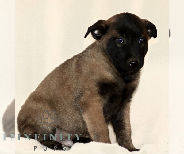 Medium Photo #4 Belgian Malinois Puppy For Sale in RONKS, PA, USA
