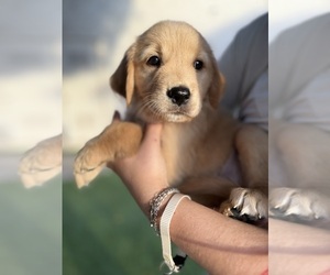 Golden Retriever Puppy for Sale in MESA, Arizona USA