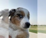 Puppy Rocket Australian Shepherd