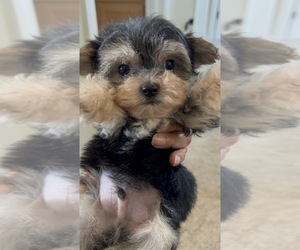 Maltipoo Puppy for sale in SANTA MARIA, CA, USA