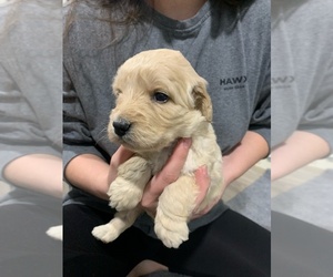 Goldendoodle Puppy for sale in AMERICAN CANYON, CA, USA