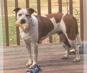 Brittany Dog for Adoption in LEXINGTON, North Carolina USA