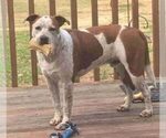 Small Photo #1 Brittany Puppy For Sale in LEXINGTON, NC, USA