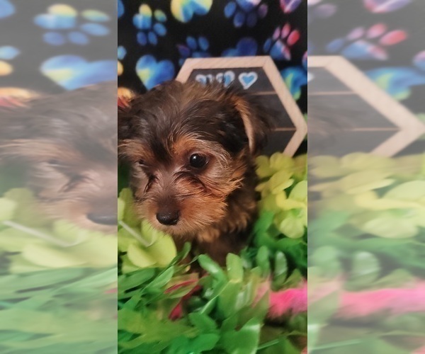 Medium Photo #8 Yorkshire Terrier Puppy For Sale in AKRON, OH, USA