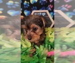 Small Photo #8 Yorkshire Terrier Puppy For Sale in AKRON, OH, USA