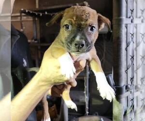 Mutt Dogs for adoption in San Antonio, TX, USA