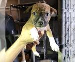 Small Mutt