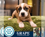 Small #1 Boxer Mix