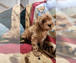 Small Photo #13 Cavapoo Puppy For Sale in GREENWOOD, WI, USA