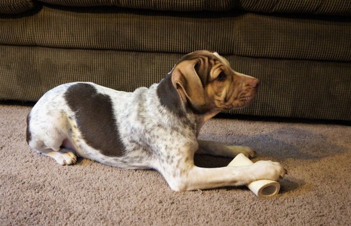 Medium Photo #1 Border Terrier-English Bulldog Mix Puppy For Sale in ELKTON, MD, USA