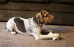 Small Photo #1 Border Terrier-English Bulldog Mix Puppy For Sale in ELKTON, MD, USA