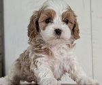 Small Photo #37 Cavapoo (Miniature) Puppy For Sale in GOSHEN, IN, USA