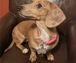 Small Photo #1 Dachshund Puppy For Sale in HIGHLANDS, TX, USA