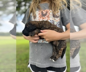 Poodle (Standard) Puppy for sale in WEST PLAINS, MO, USA