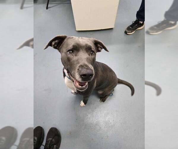 Medium Photo #1 American Bulldog-Labrador Retriever Mix Puppy For Sale in London, Ontario, Canada