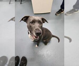 American Bulldog-Labrador Retriever Mix Dogs for adoption in London, Ontario, Canada