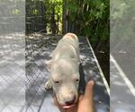 Small American Staffordshire Terrier Mix