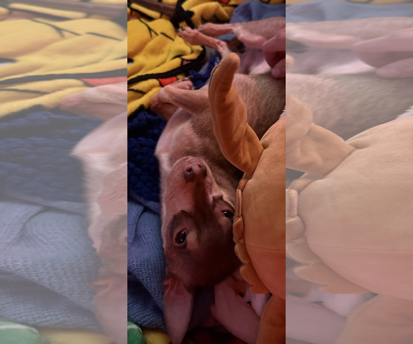 Medium Photo #12 Chihuahua-Unknown Mix Puppy For Sale in Sanford, FL, USA