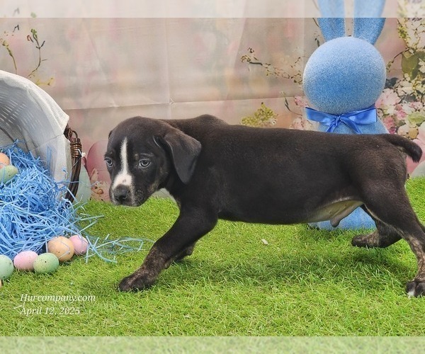Medium Photo #7 Catahoula Leopard Dog Puppy For Sale in CUMBY, TX, USA