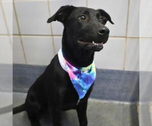 Labrador Retriever-Unknown Mix Dogs for adoption in San Antonio, TX, USA