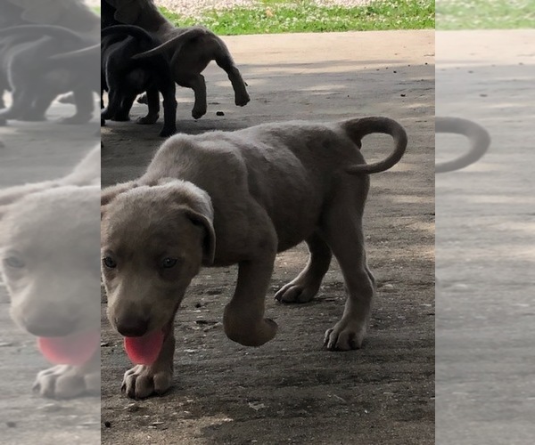 Medium Photo #15 Labrador Retriever Puppy For Sale in LEASBURG, MO, USA