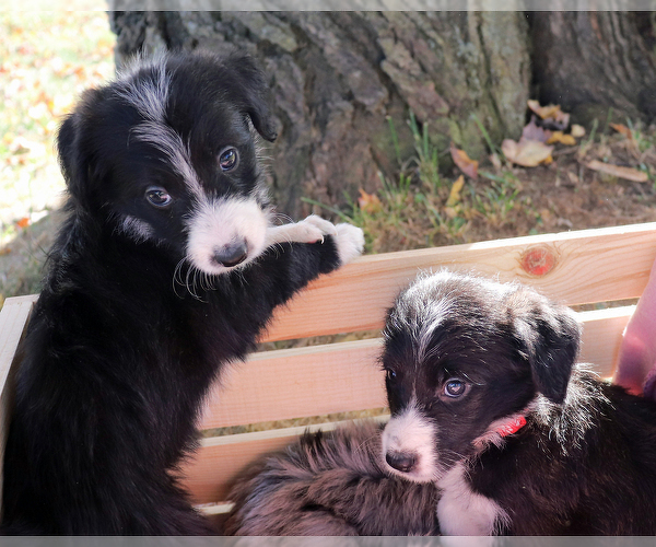 Medium Photo #6 Bordoodle Puppy For Sale in ASHLAND, OH, USA