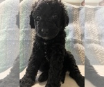 Small Photo #2 Goldendoodle Puppy For Sale in DENVER, NC, USA