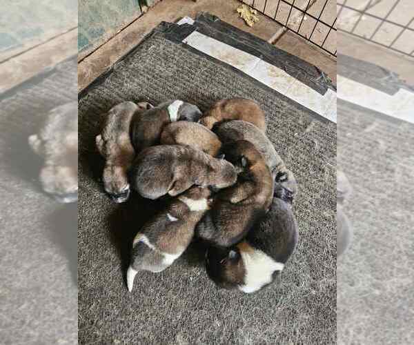 Medium Photo #1 Akita Puppy For Sale in ROSEVILLE, CA, USA