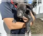 Small Labrador Retriever Mix