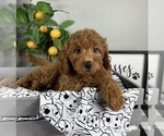 Small #1 Goldendoodle (Miniature)