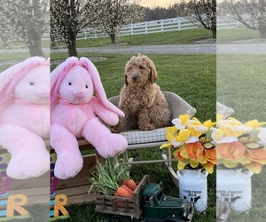 Goldendoodle Puppy for sale in PEEBLES, OH, USA