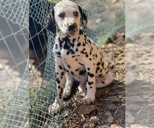 Dalmatian Puppy for sale in SHELL KNOB, MO, USA