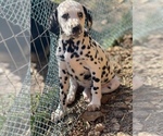 Small Photo #1 Dalmatian Puppy For Sale in SHELL KNOB, MO, USA