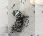 Small Photo #77 Aussiedoodle-Bernedoodle Mix Puppy For Sale in BELTON, SC, USA
