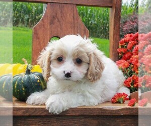 Cavachon Puppy for sale in GORDONVILLE, PA, USA