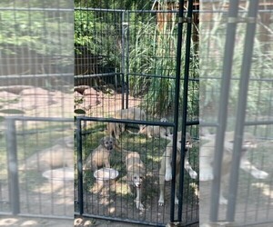 Kangal Dog Puppy for sale in DYERSBURG, TN, USA